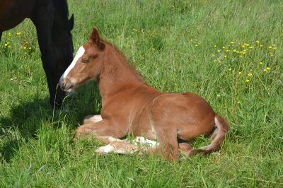 Gite-au-Haras-4-personnes_104363