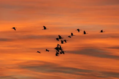 Gouter-avec-les-Grues-cendrees-8211-01-02-2026-8211-Sabres_3143380