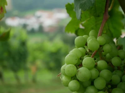 Guinguette-des-vignerons-8211-02-07-2026-8211-Irouleguy_3694621