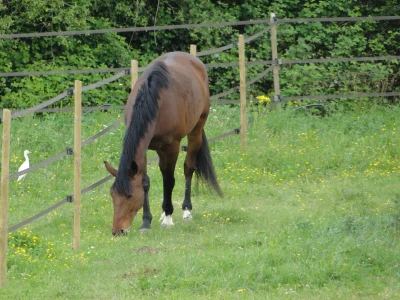 HARAS-DU-CAP-8211-Sainte-Foy-de-Peyrolieres_3523866