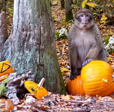 Halloween-a-la-Foret-des-Singes-8211-26-10-2026-8211-Rocamadour_3867987