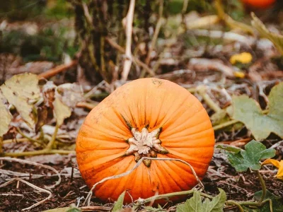 Halloween-en-famille-au-pays-des-plantes-sauvages-8211-Hombourg-Haut_2917068