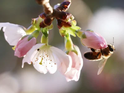 Hanami-8211-Ingrannes_3503058