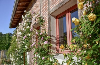 Hortensias_107739