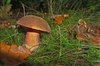 INITIATION-A-LA-MYCOLOGIE-LA-VIE-MYSTERIEUSE-DES-CHAMPIGNONS-8211-12-10-2025-8211-Mont-Lozere-et-Goulet_3175800