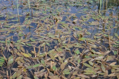 Identifier-des-plantes-aquatiques-et-des-zones-humides-8211-Mezieres-en-Brenne_2461771