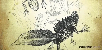 Illustrations-scientifiques-animatlieres-et-botaniques-8211-Mezieres-en-Brenne_1524558
