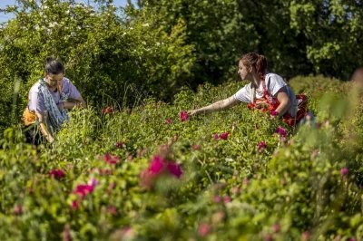 Immersion-au-pays-des-plantes-a-parfum-aromatiques-amp-medicinales-8211-Stage-2-jours-8211-Sepmes_3305579