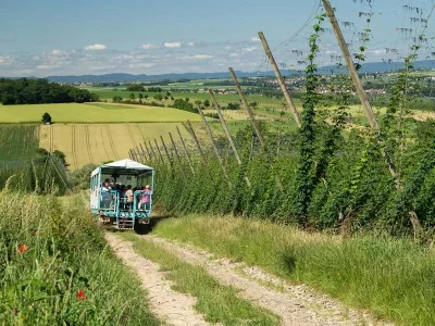 Immersion-matinale-sous-les-lianes-de-houblon-8211-Wingersheim-les-Quatre-Bans_2864287