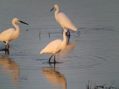 Initiation-a-l039ornithologie-8211-Mezieres-en-Brenne_1524962