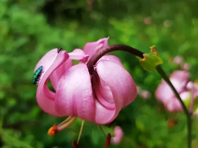 Initiation-a-la-biodynamie-demarrer-un-jardin-biodynamique-en-automne-8211-07-09-2025-8211-Saverne_3041430