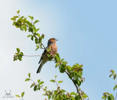 Initiation-aux-chants-d039oiseaux-forestiers-8211-22-02-2026-8211-Chatellerault_3482381
