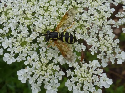 Initiation-aux-syrphides-8211-Tournon-Saint-Martin_1623703