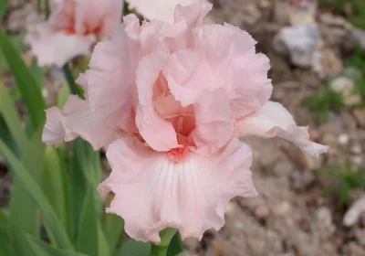 Iris-Cayeux-8211-Poilly-lez-Gien_1524755