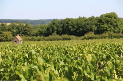 Itineraire-decouverte-a-velo-VTT-Vignes-tout-terrain-8211-Chateaumeillant_3063448