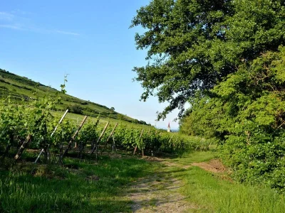 Itinerance-8211-Le-Grand-Tour-de-la-Vallee-8211-Etape-1-8211-Kaysersberg-Vignoble_2883941