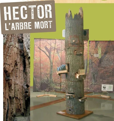 JEU-HECTOR-L039ARBRE-MORT-8211-24-09-2025-8211-Prades-le-Lez_2989933
