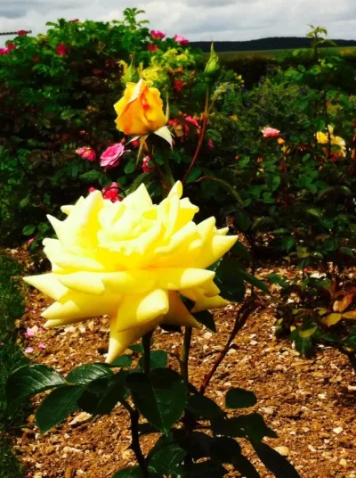 Jardin-Botanique-de-la-Brisatte_554584