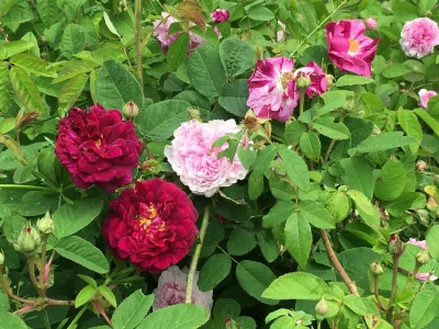 Jardin-Les-Gargalhous-8211-Fresselines_2701408