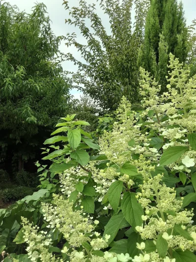 Jardin-Marguerite-8211-Linxe_2632575