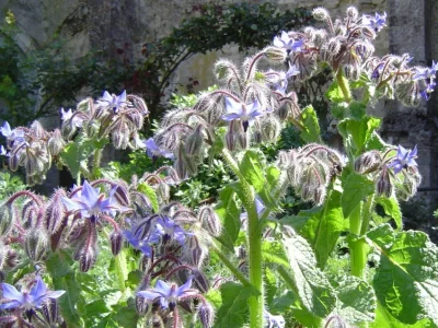 Jardin-des-Plantes-Medicinales-et-Verger-8211-Saint-Marc-la-Lande_2549115