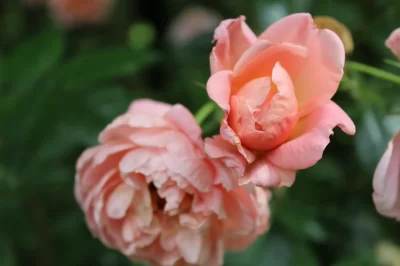 Jardin-du-Brule_553761