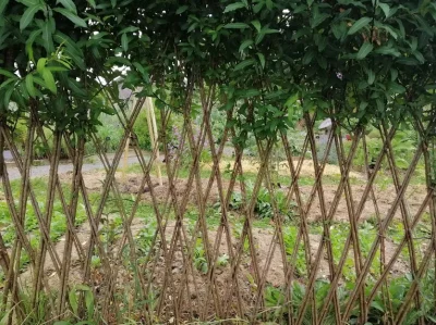 Je-cree-des-structures-vivantes-en-osier-pour-mon-jardin-8211-14-02-2026-8211-Assat_3467345