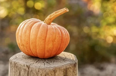 Journee-Halloween-8211-31-10-2026-8211-Lalinde_3842554
