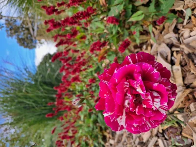 Journee-Rendez-vous-aux-jardins-quotLa-rose-dans-tous-ses-etatsquot-8211-Beaulieu-sur-Loire_3665567