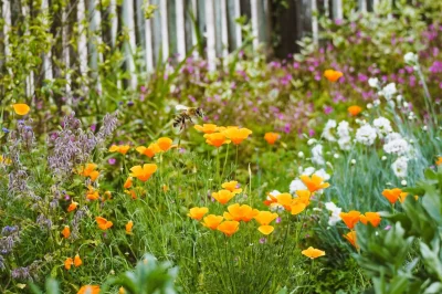 Journee-biodiversite-et-jardins-8211-22-06-2025-8211-Sabres_2477644