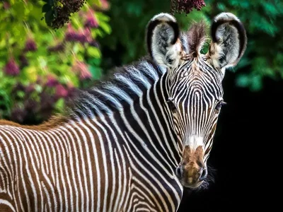 Journee-decouverte-au-zoo-de-Mulhouse-8211-14-09-2025-8211-Mulhouse_2219629