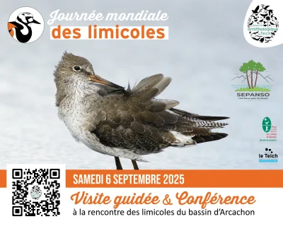 Journee-mondiale-des-limicoles-visite-guidee-et-conference-a-la-Reserve-ornithologique-du-Teich-8211-06-09-2025-8211-Le-Teich_2978468
