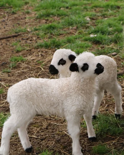 Journee-tonte-des-moutons-au-Parc-Animalier-8211-25-04-2026-8211-Gramat_3617611