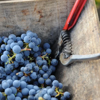 Journee-vendanges-au-Chateau-De-La-Croix-8211-26-09-2026-8211-Ordonnac_3777288