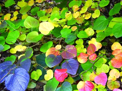 Journees-des-plantes-d039automne-8211-18-10-2025-8211-Crozant_2870827