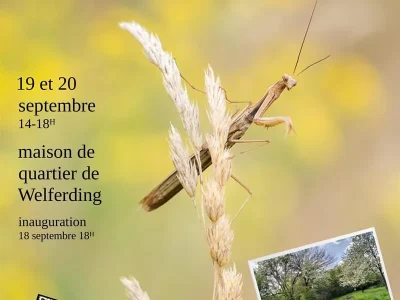 Journees-du-Patrimoine-8211-expo-photo-la-beaute-de-la-biodiversite-dans-nos-jardins-8211-20-09-2026-8211-Sarreguemines_3818562
