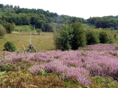 Journees-du-Patrimoine-–-Tourbiere-des-Dauges-8211-21-09-2025-8211-Saint-Leger-la-Montagne_2984309