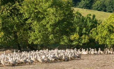 Journees-du-patrimoine-et-foie-gras-portes-ouvertes-a-la-Ferme-des-Roucel-8211-19-09-2026-8211-Glanges_3774825