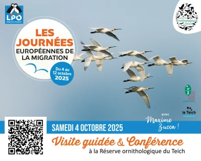 Journees-europeennes-de-la-migration-visite-guidee-et-conference-a-la-Reserve-ornithologique-du-Teich-8211-04-10-2025-8211-Le-Teich_3151282