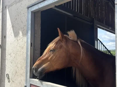 Kauffer-Equitation-8211-Sarreguemines_3719801