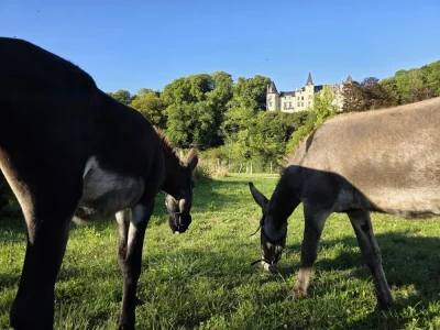 L039AOMA-L039Ane-Odacieux-Mediation-animale-8211-Bremur-et-Vaurois_3524841