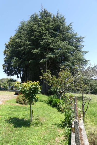 L039ECRIN-DE-VERDURE_141786
