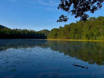 L039ETANG-DE-LIESCHBACH-8211-RESERVE-NATURELLE_306587