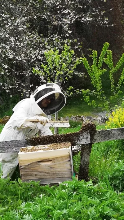 L039abeille-sentinelle-de-l039environnement-8211-29-06-2025-8211-Nedde_2671553