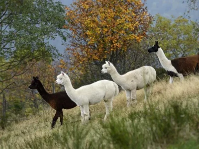 LA-MONTAGNE-DES-LAMAS-ET-ALPAGAS-8211-La-Bresse_2019484