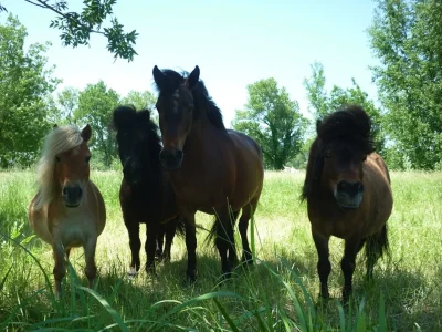 LE-CHEVAL-ANDALOU-8211-Saint-Cyprien_2493654
