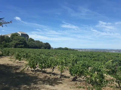 LES-GUIDES-DU-LANGUEDOC-8211-Montpellier_2816543