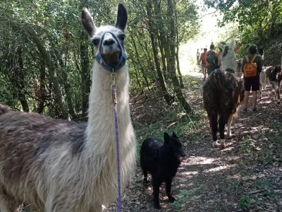LES-LAMAS-DU-PRAT-DE-MU-8211-Termes_3828673