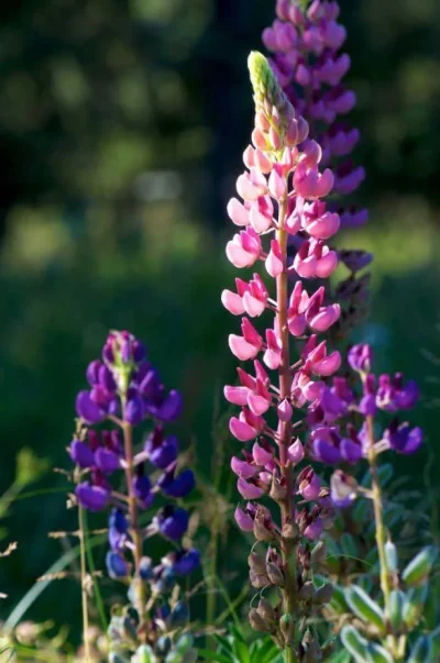 LES-LUPINS-8211-Bolquere_3111208