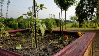 LES-VIEUX-CHENES_151275